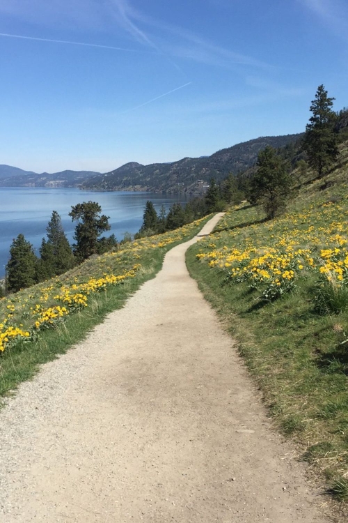 Things to do in Kelowna with kids - hike in spring along Knox Mountain