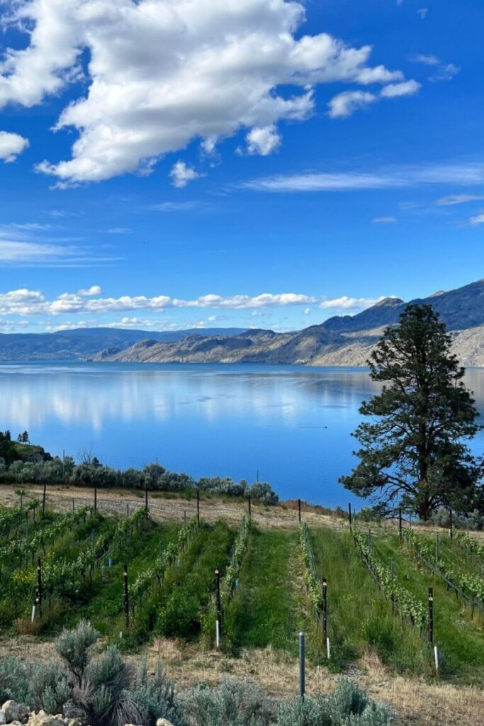 Summerland Wineries