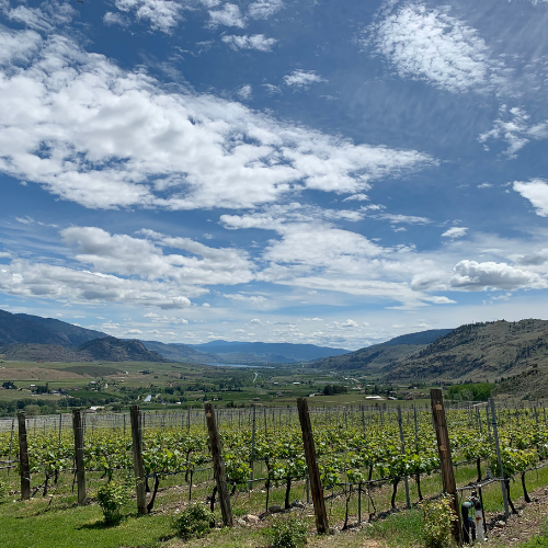 Oliver & Osoyoos winery